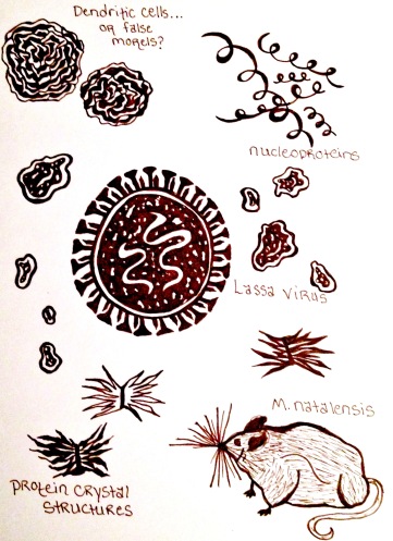 Lassa virus and reservoir